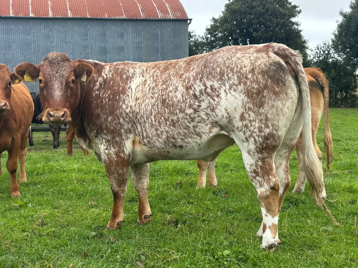 Super Roan Heifer Ballinasloe Mart - Image 1