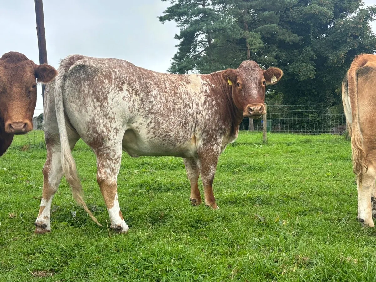 Super Roan Heifer Ballinasloe Mart - Image 2