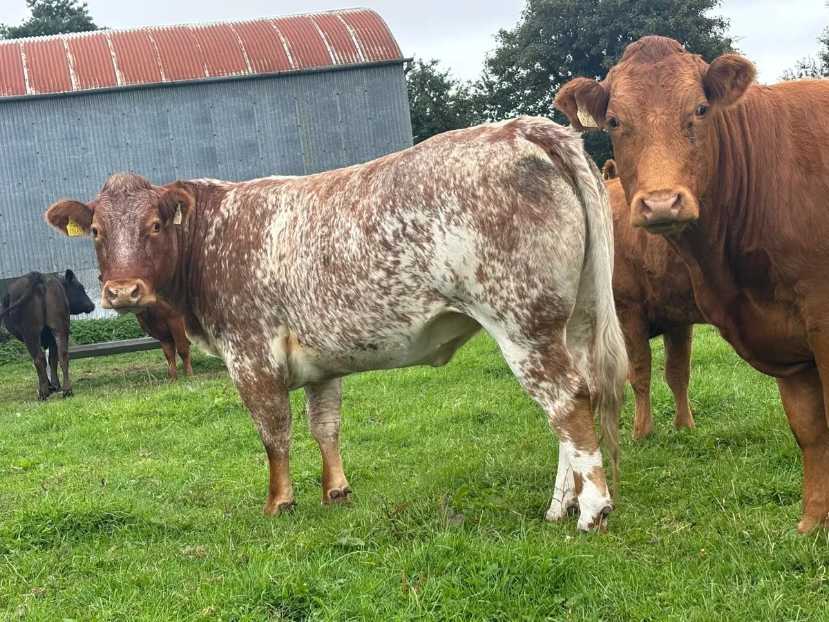 Super Roan Heifer Ballinasloe Mart - Image 3