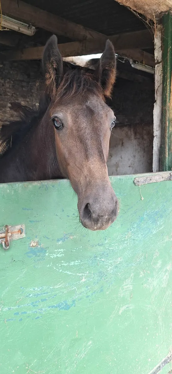 Goodlooking Dun Colt Foal - Image 4