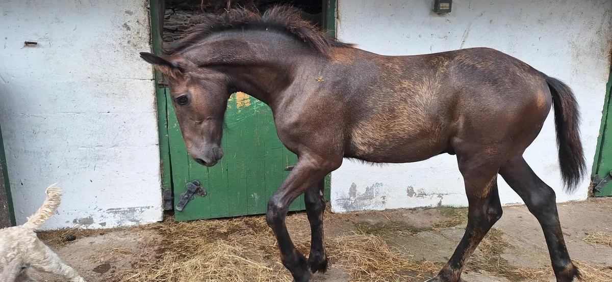 Goodlooking Dun Colt Foal - Image 1
