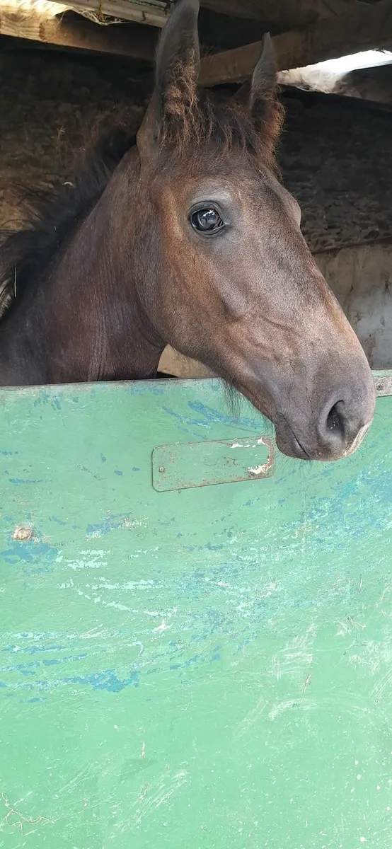 Goodlooking Dun Colt Foal - Image 2