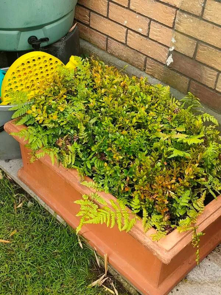 planters - Image 1