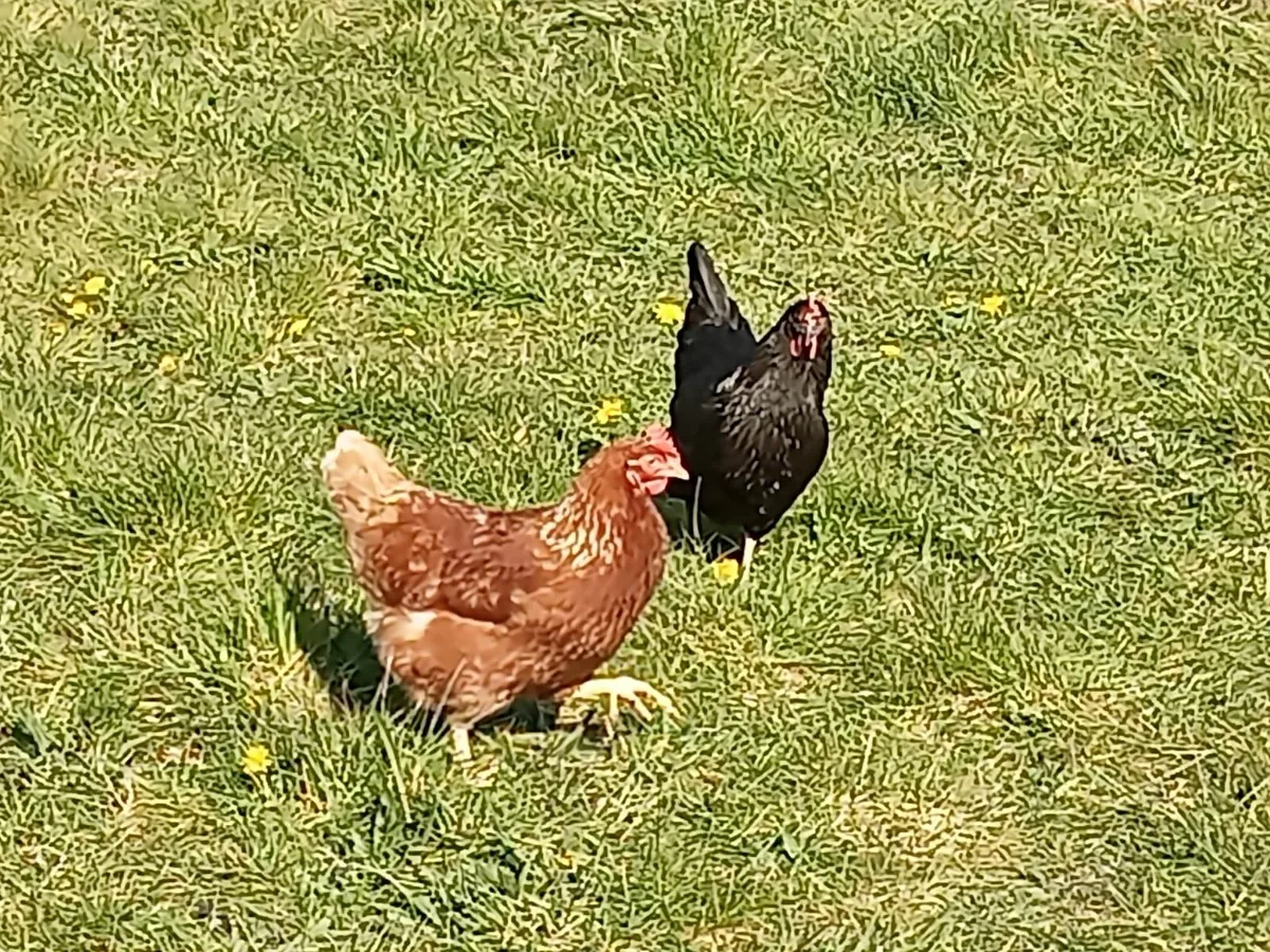 Hens pont of lay and feeders - Image 4