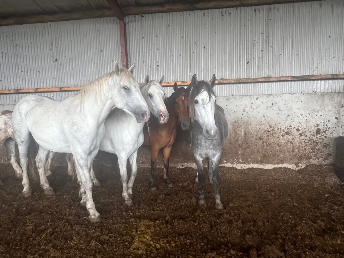 Connemara ponies for sale at Granard mart - Image 1