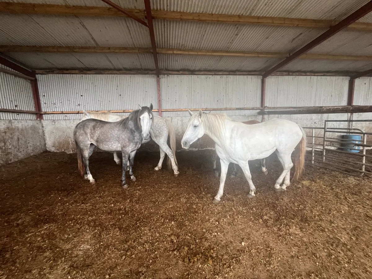 Connemara ponies for sale at Granard mart - Image 2