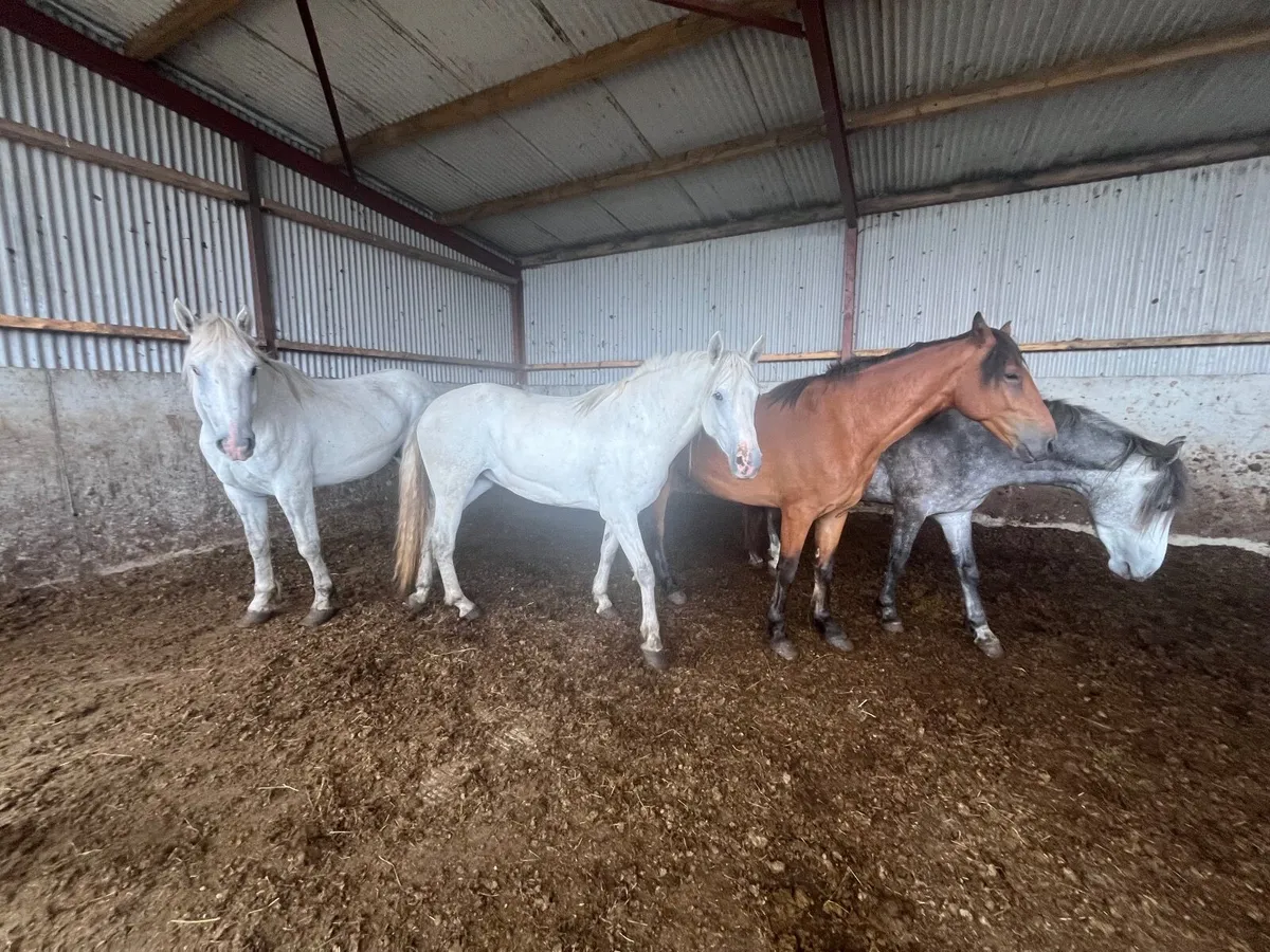 Connemara ponies for sale at Granard mart - Image 3