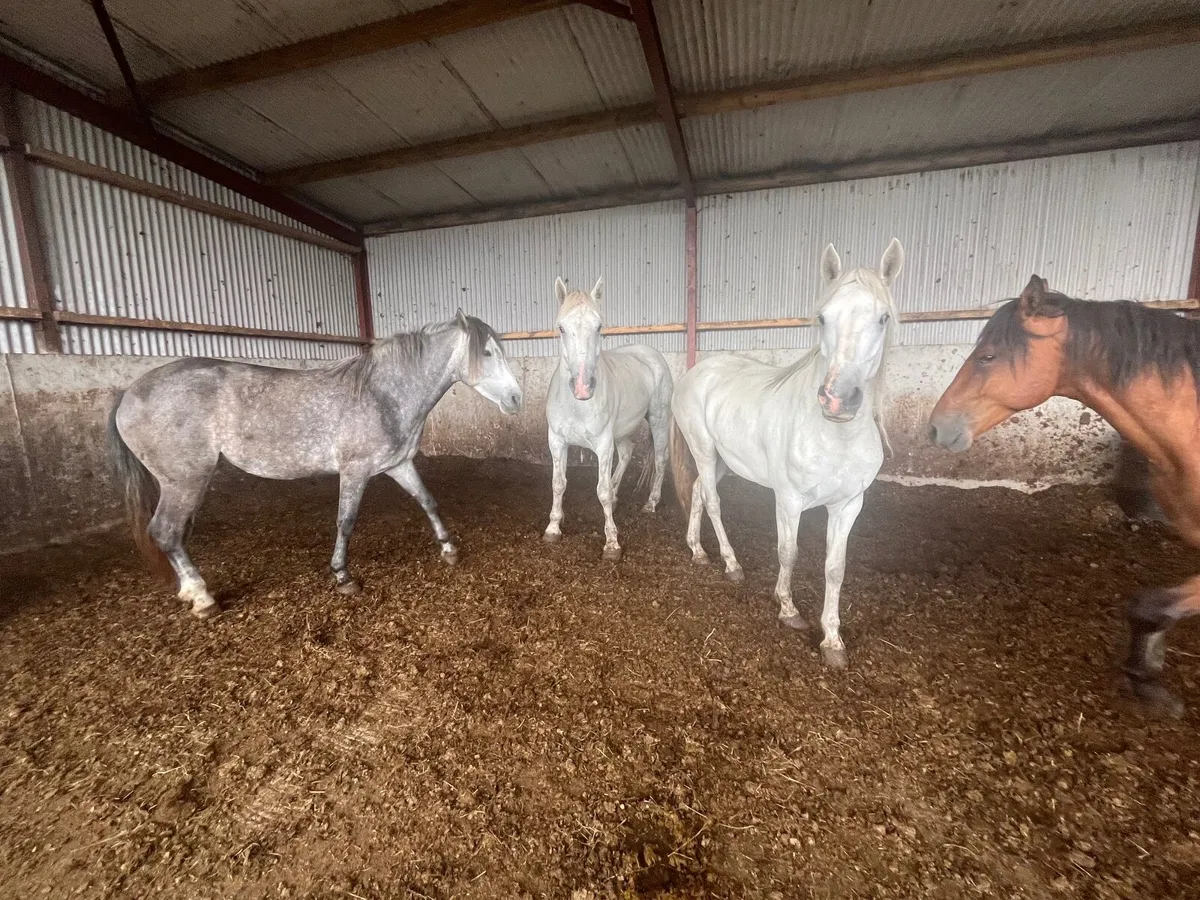 Connemara ponies for sale at Granard mart - Image 4