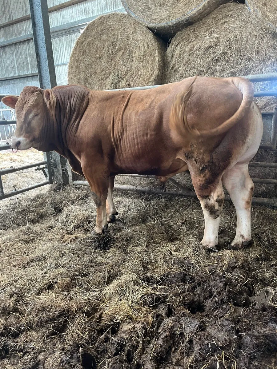 2 pedigree Limousin bulls for sale - Image 1
