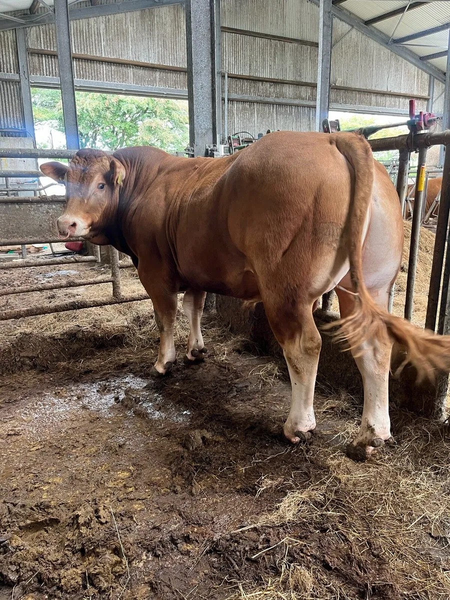2 pedigree Limousin bulls for sale - Image 2