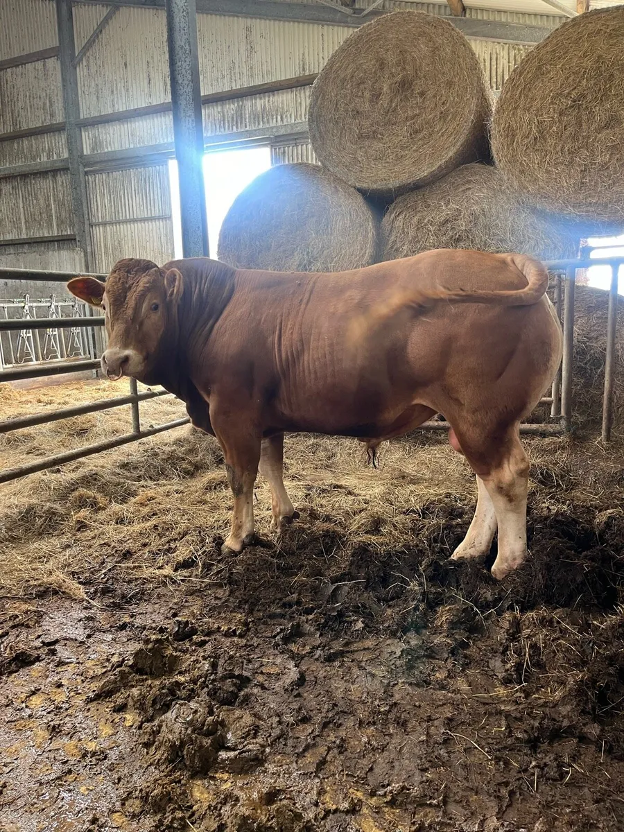 2 pedigree Limousin bulls for sale - Image 3