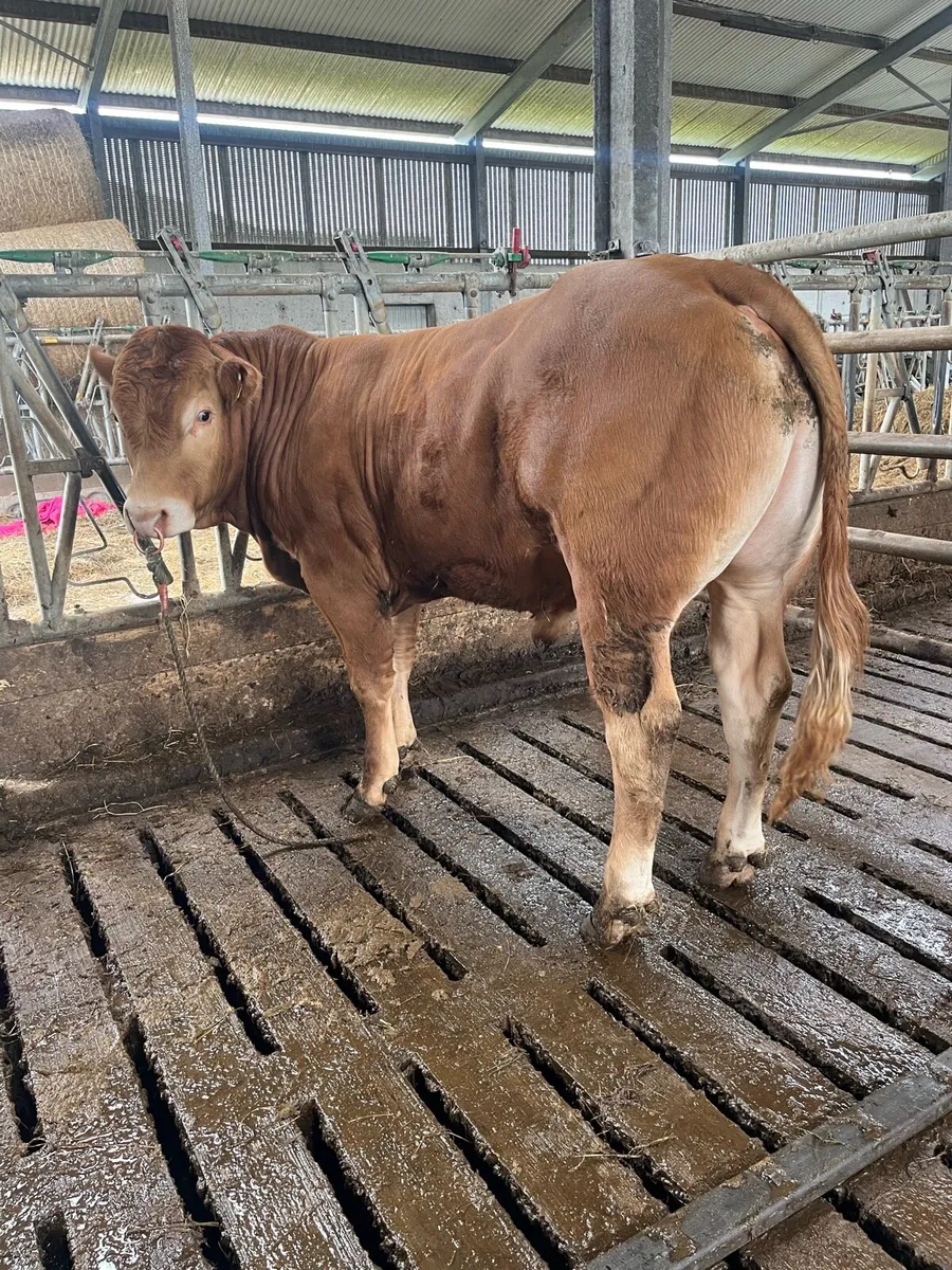 2 pedigree Limousin bulls for sale - Image 4