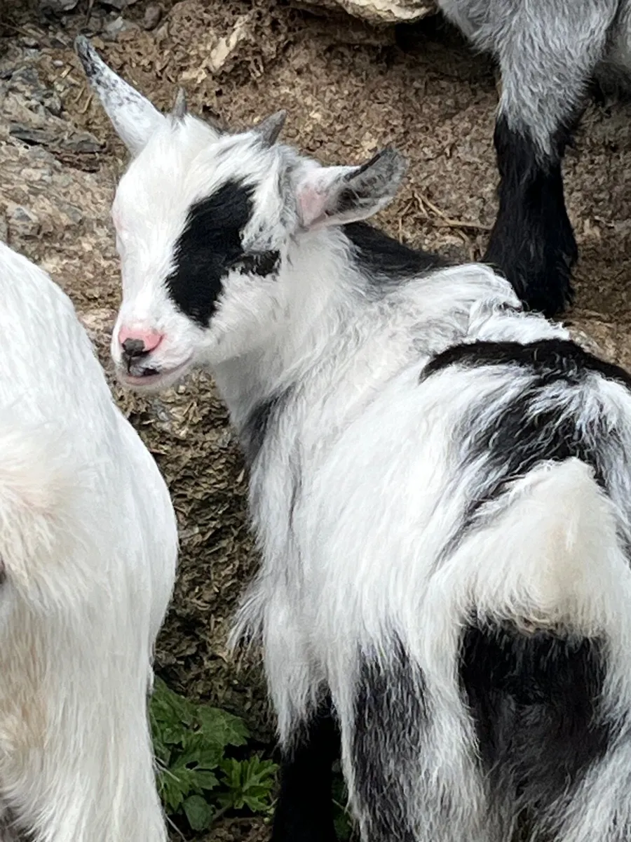 Pygmy goats - Image 3