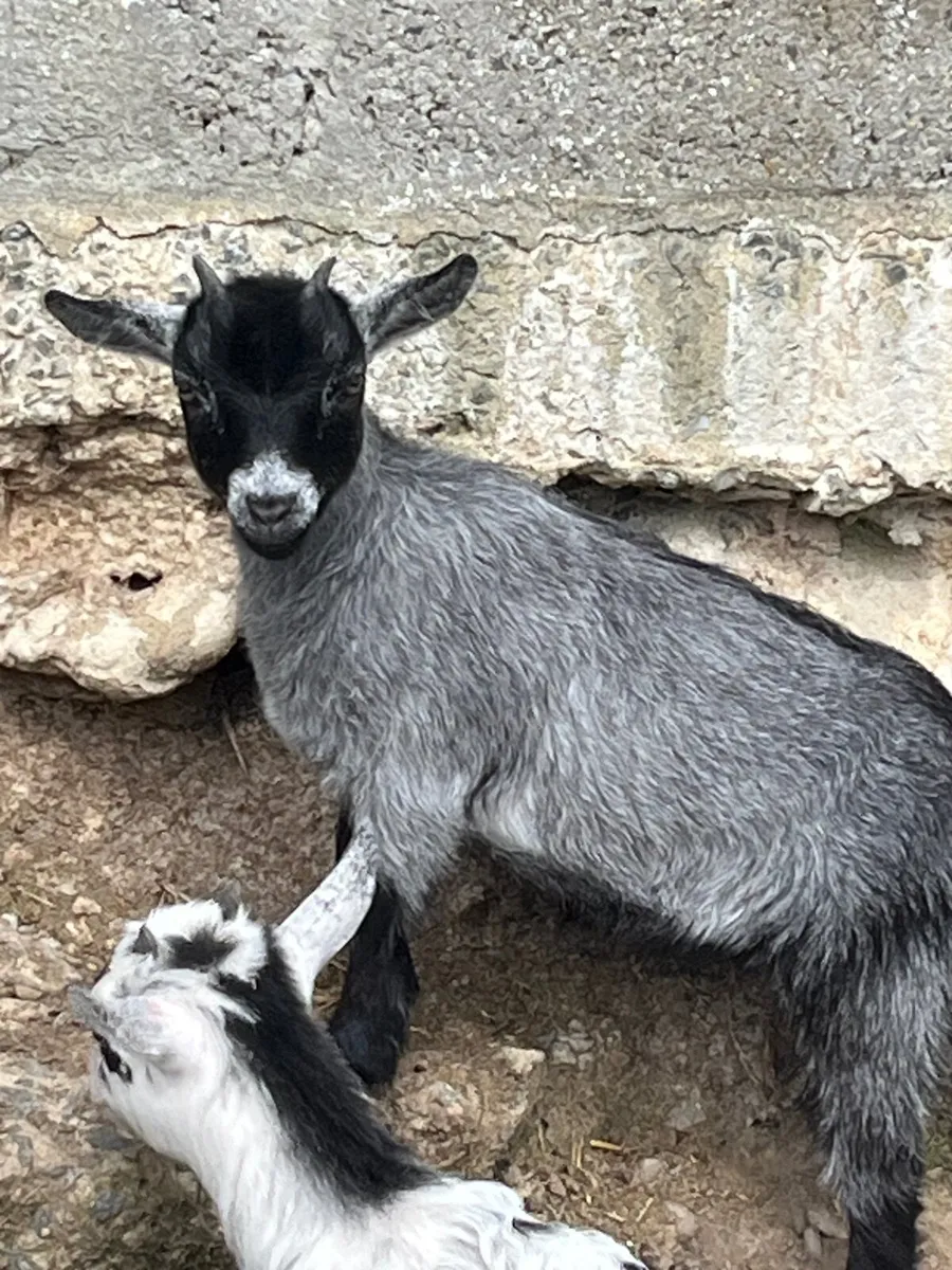 Pygmy goats - Image 4