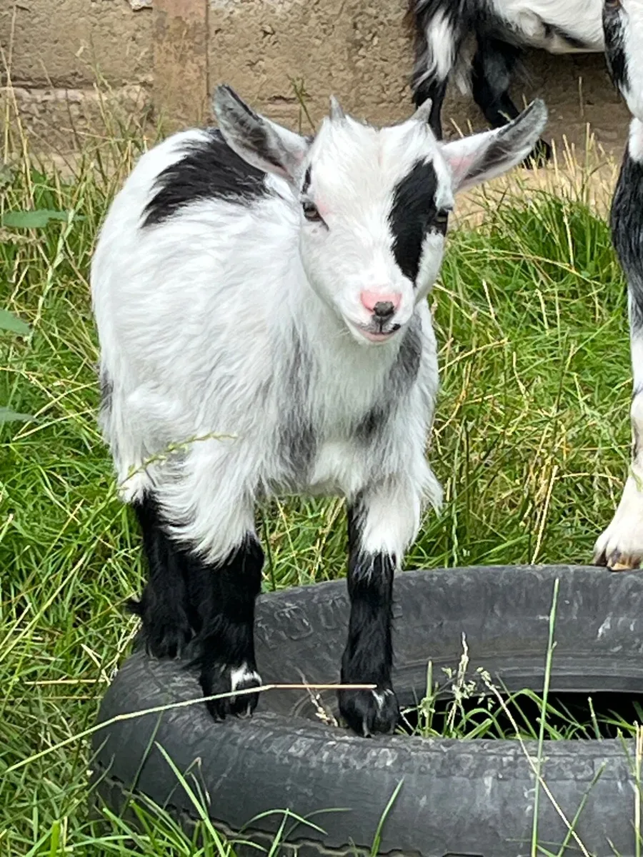 Pygmy goats - Image 2