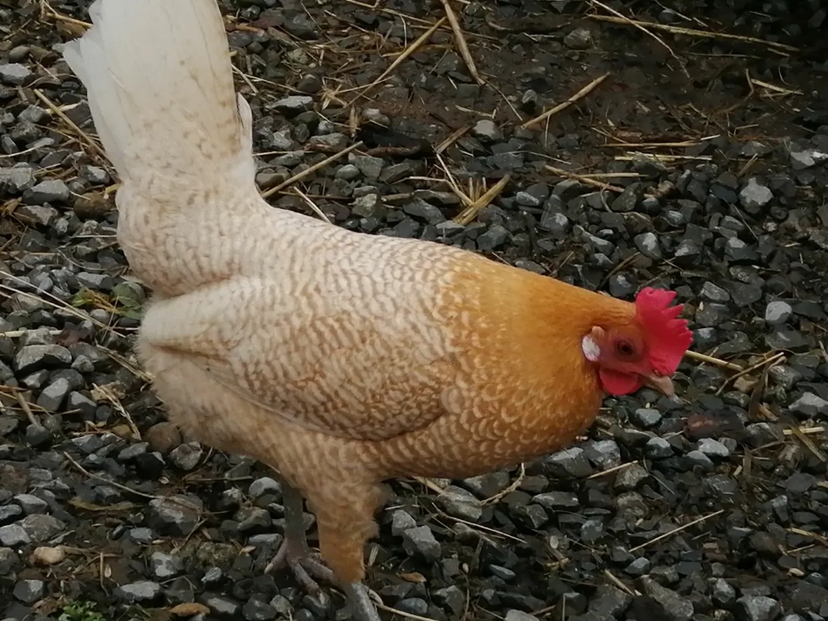 Rare breed friesian chickens: entire flock - Image 1