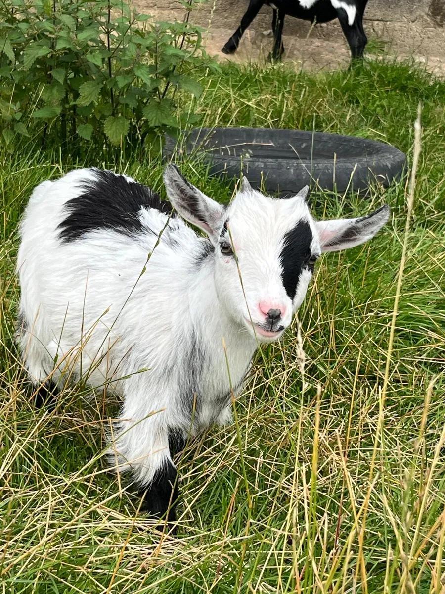 Pygmy goats - Image 1