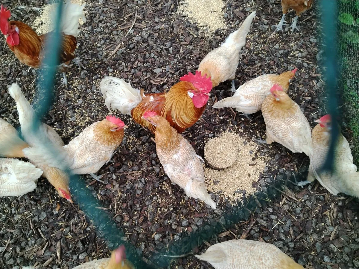 Rare breed friesian chickens: entire flock - Image 2