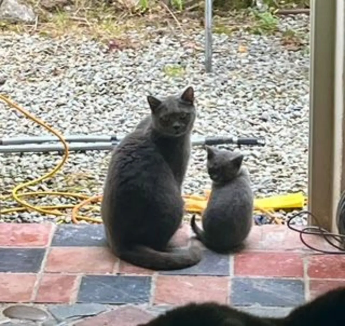 british blue kittens - Image 4