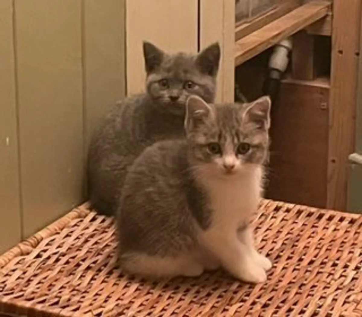 Last one! British shorthair blue/white kitten - Image 4