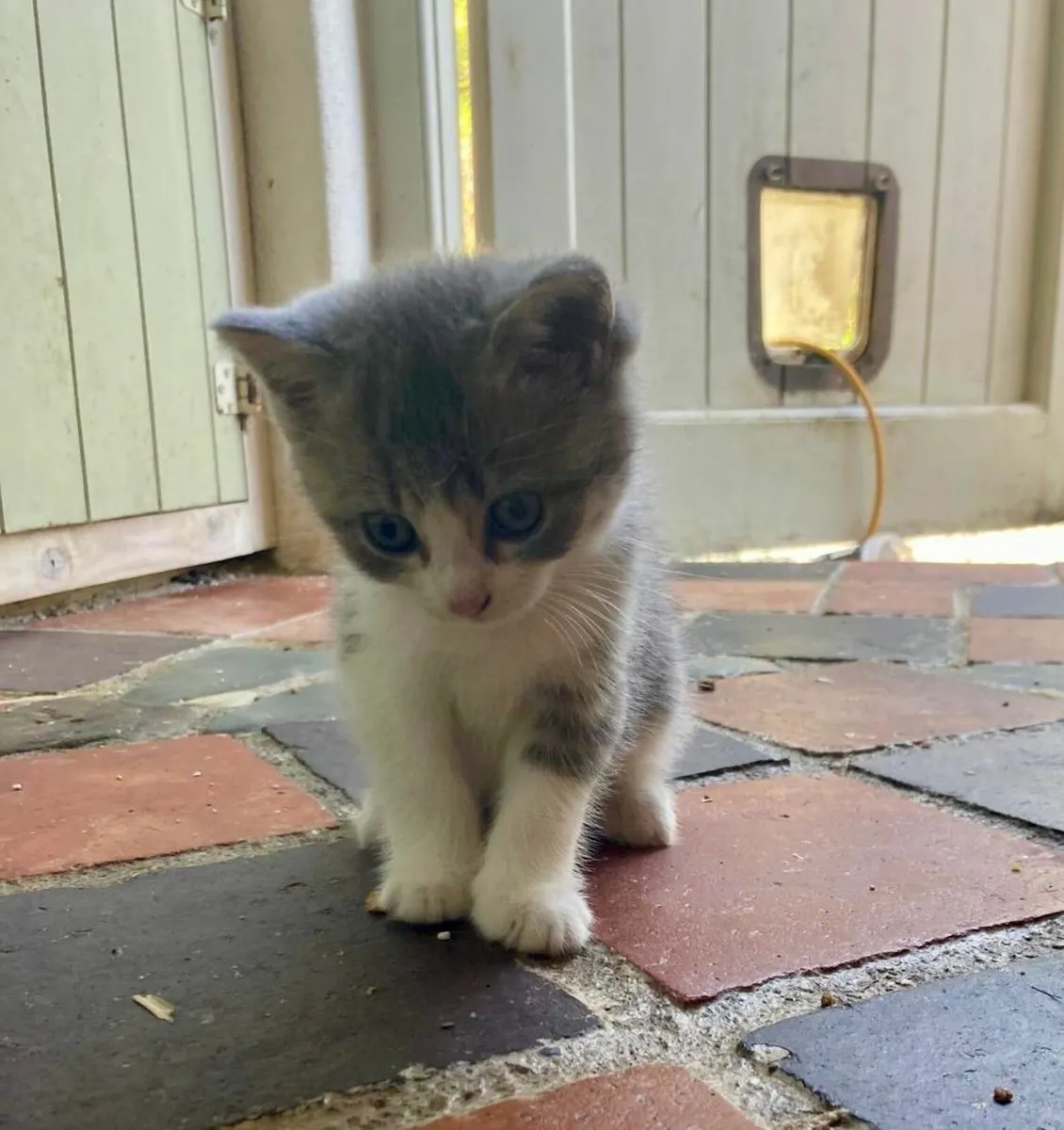 Last one! British shorthair blue/white kitten - Image 1