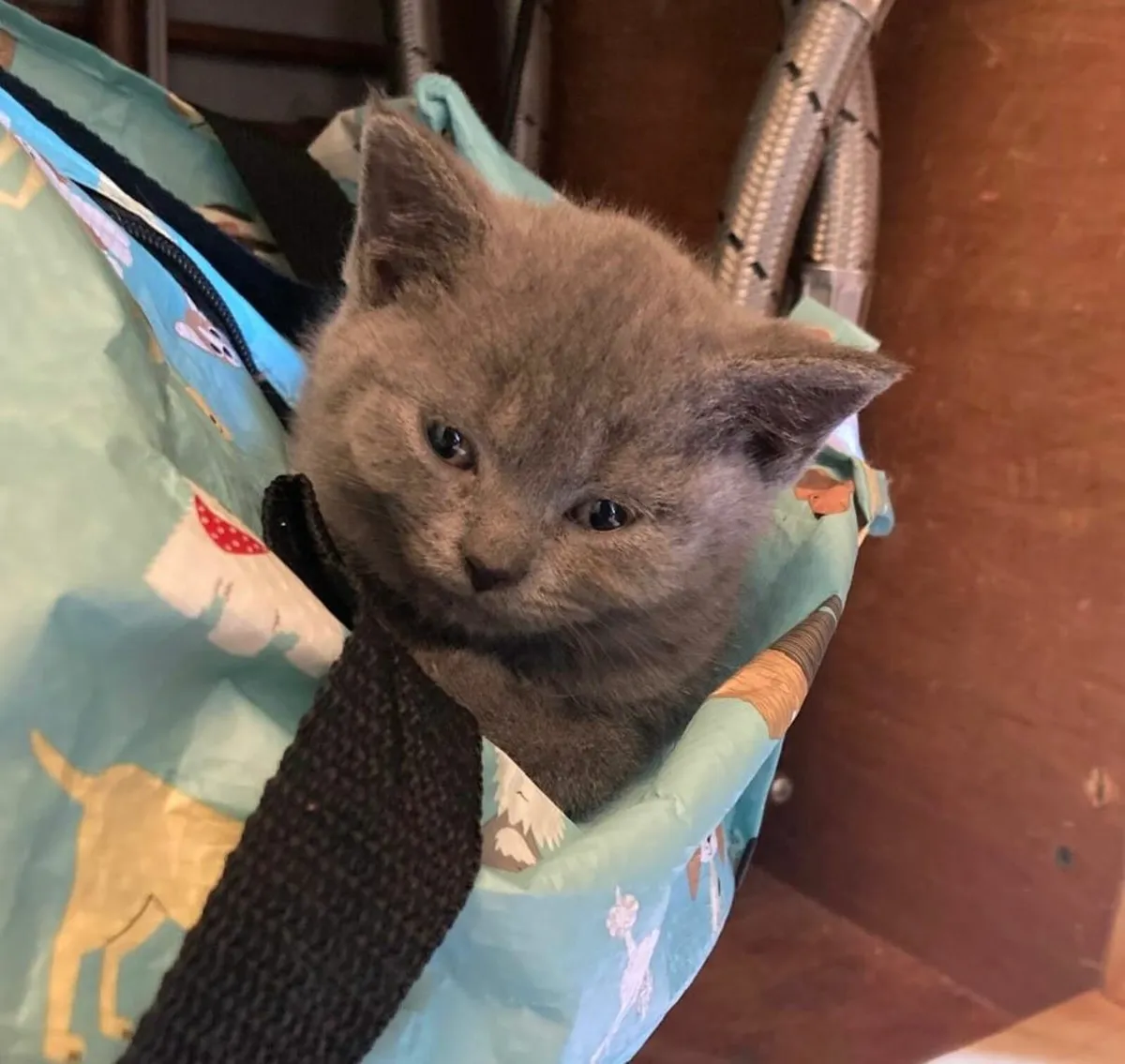 british blue kittens - Image 1