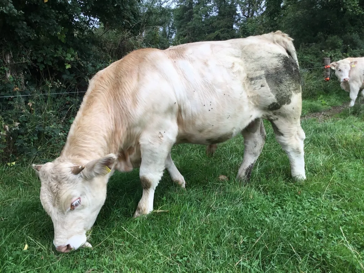 Pedigree registered Charolais bulls - Image 3