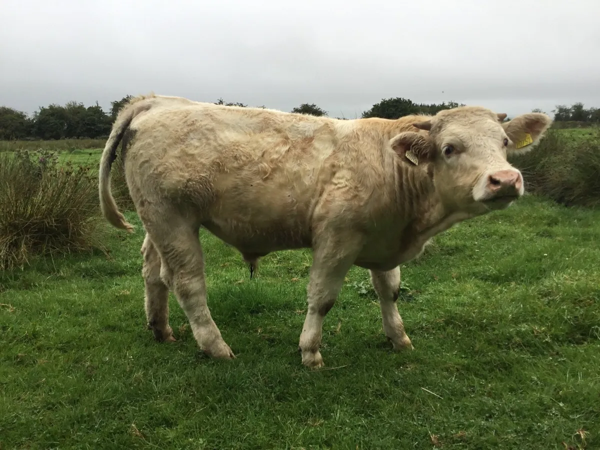 Pedigree registered Charolais bulls - Image 4