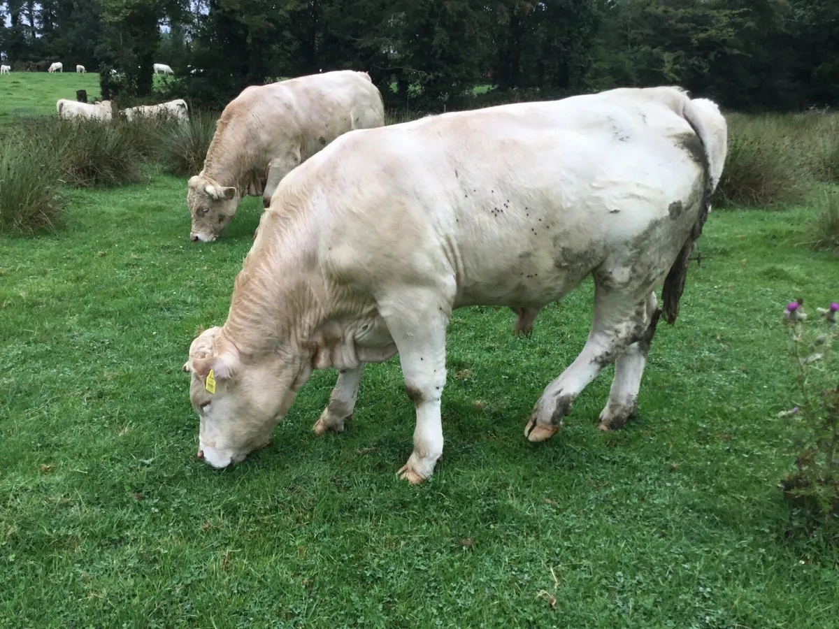 Pedigree registered Charolais bulls - Image 1