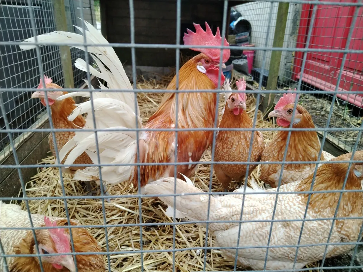 Rare breed friesian chickens: entire flock - Image 3