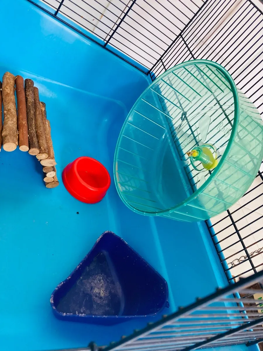 Large Hamster Cage Setup - Image 4
