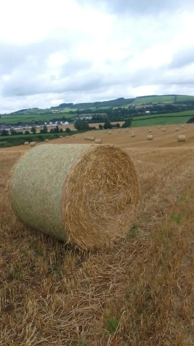 Spring barley straw for sale - Image 2