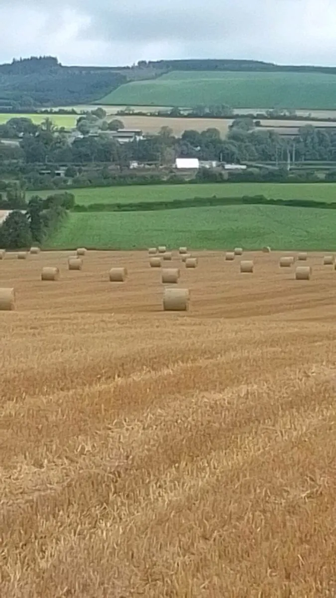 Spring barley straw for sale - Image 3