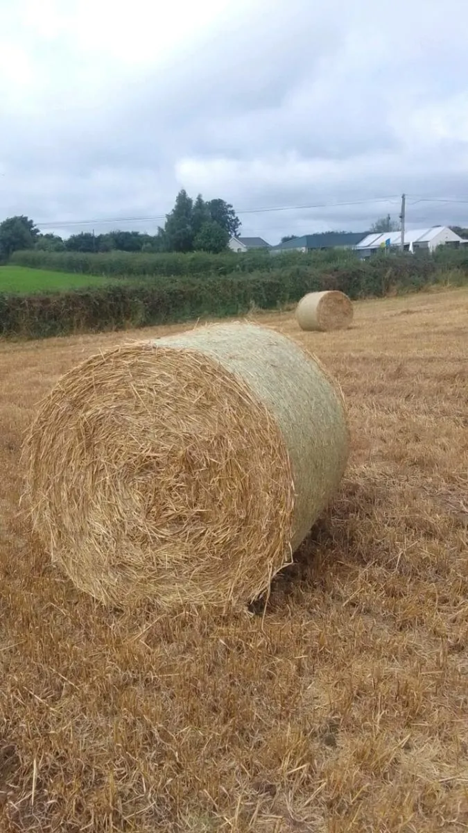Spring barley straw for sale - Image 1