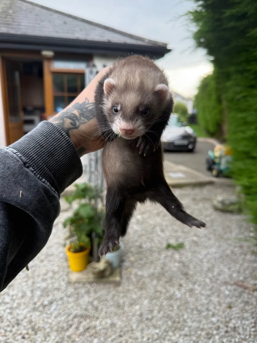 Ferrets - Image 1