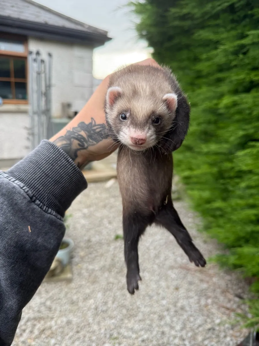Ferrets - Image 3