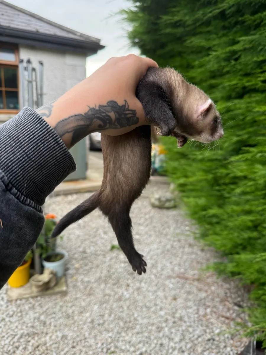 Ferrets - Image 4