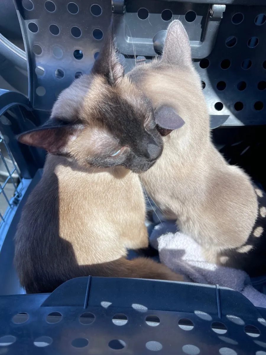 Siamese Cats - Image 1
