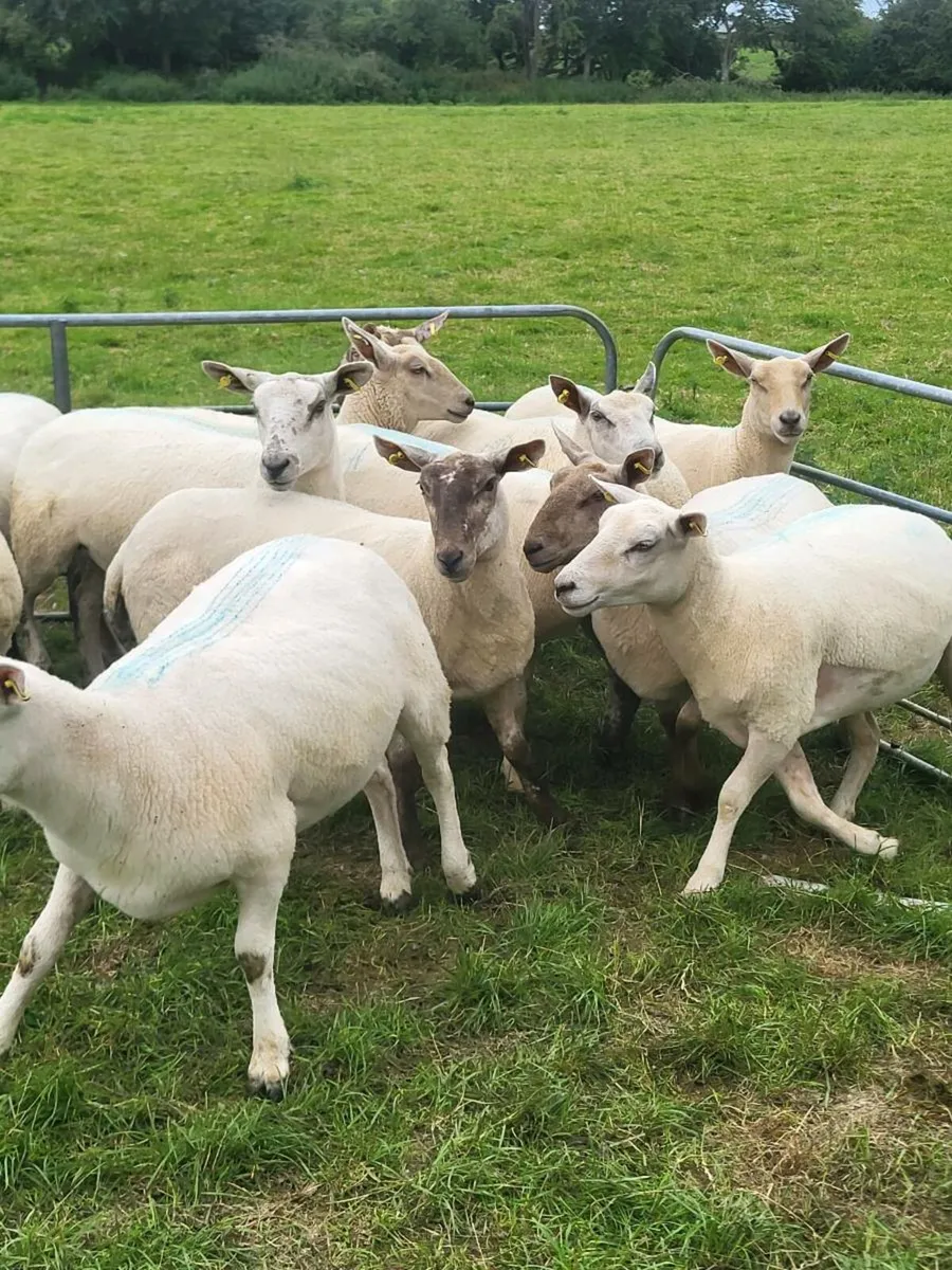 Breeding hgts - Image 1