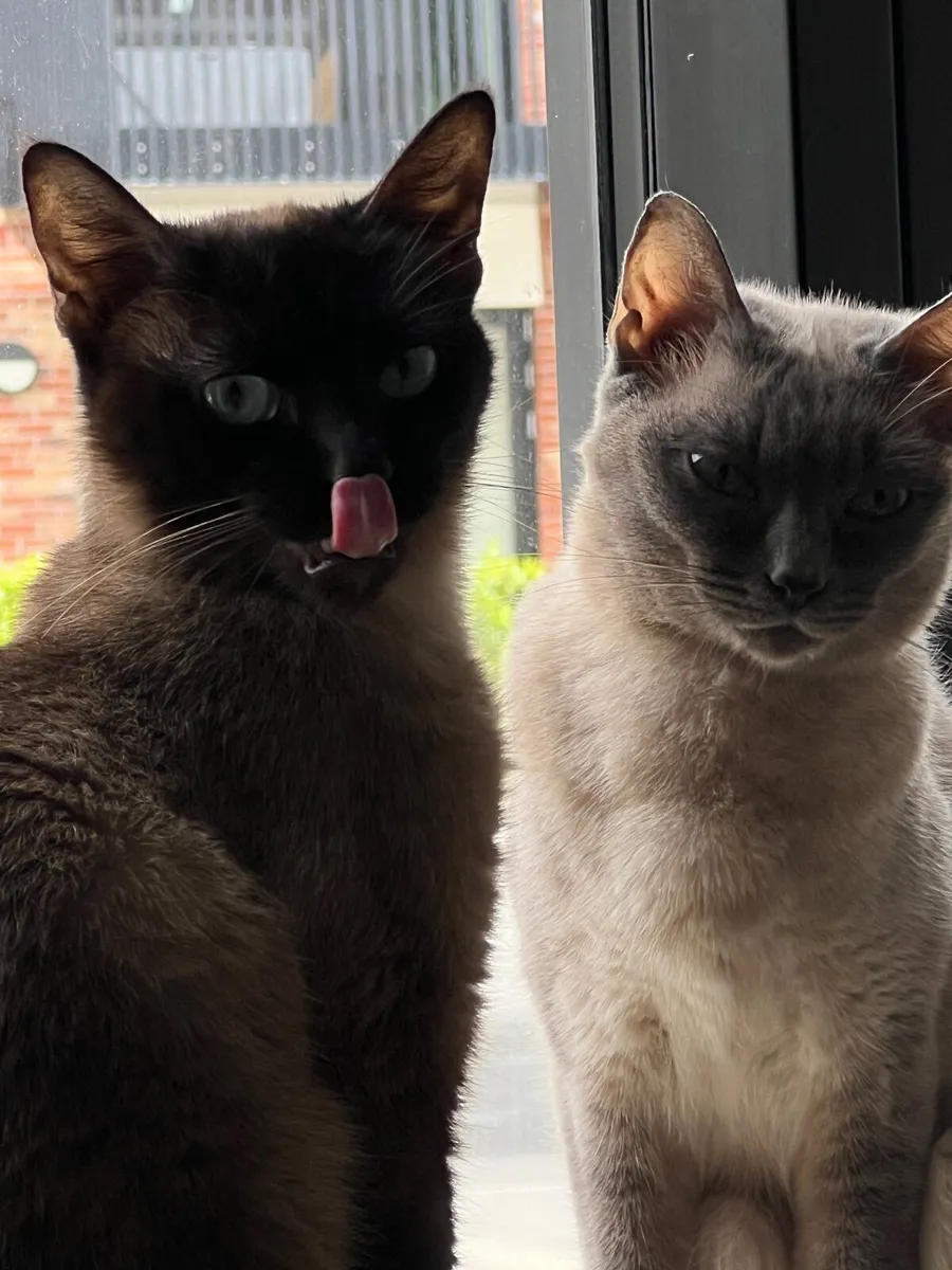 Siamese Cats - Image 2