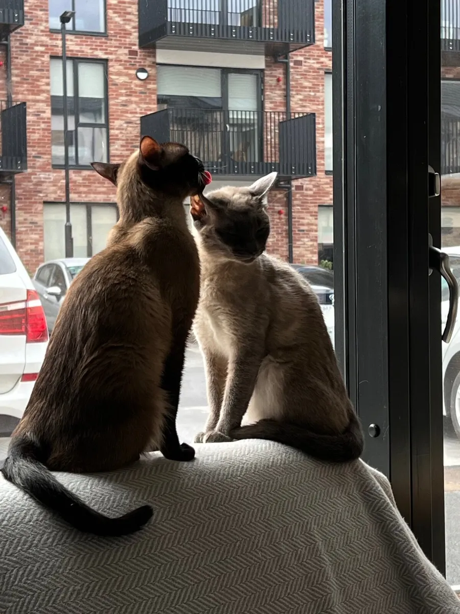 Siamese Cats - Image 3