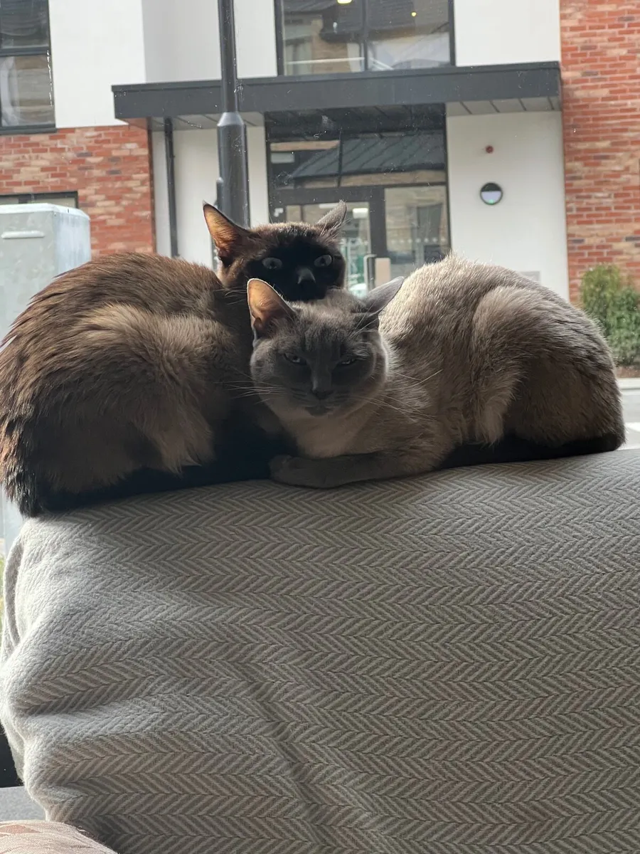 Siamese Cats - Image 4