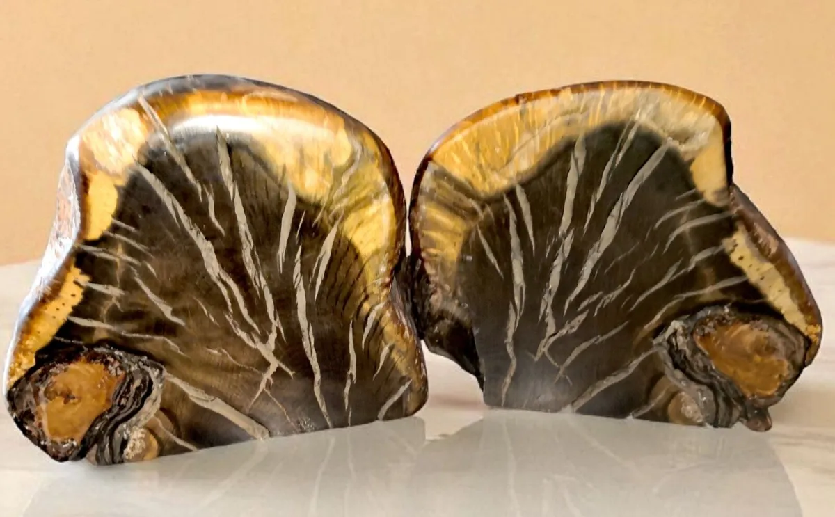 Pair of heavy petrified wood large bookends - Image 1