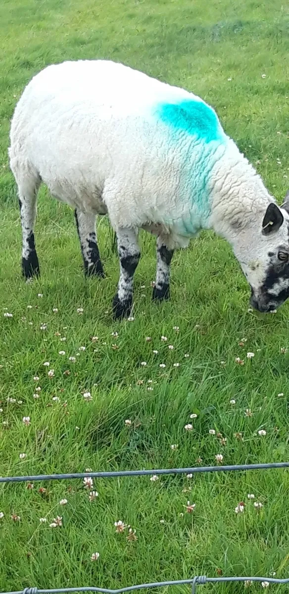 MILFORD RAM FOR SALE AND MOUNTAIN RAM FOR SALE - Image 2