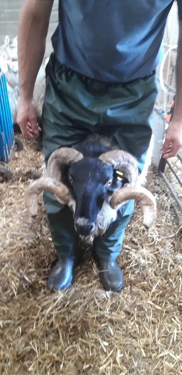 MILFORD RAM FOR SALE AND MOUNTAIN RAM FOR SALE - Image 3