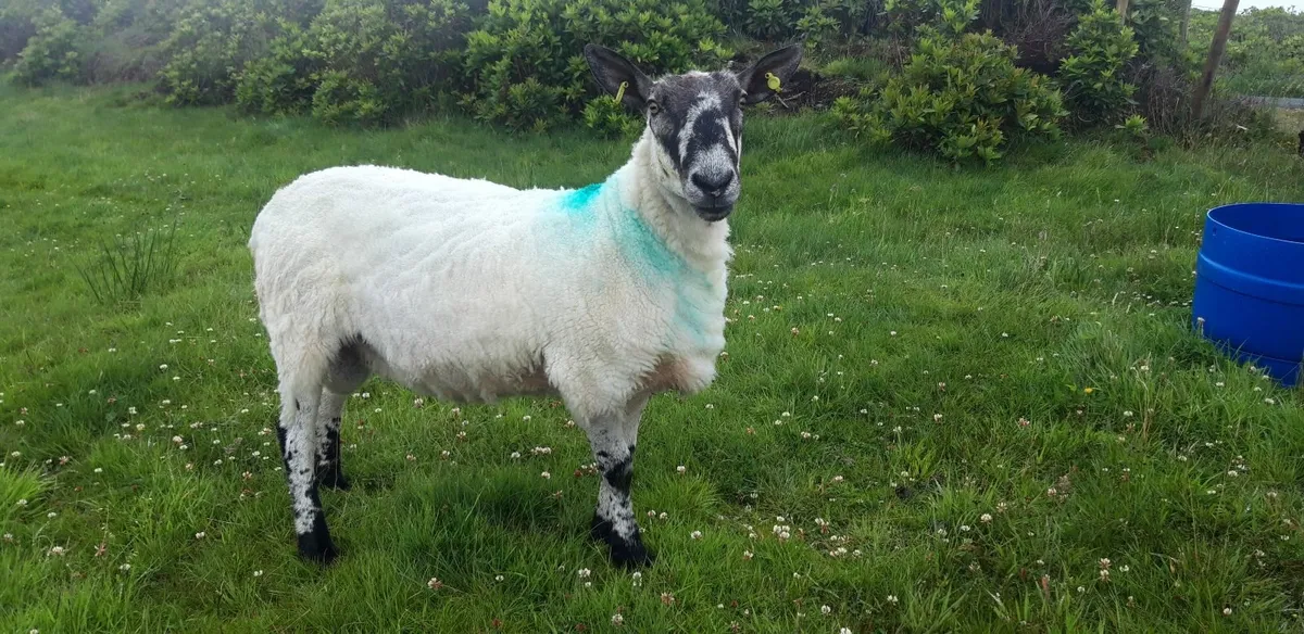 MILFORD RAM FOR SALE AND MOUNTAIN RAM FOR SALE - Image 1