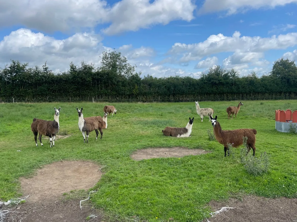 Llama - Image 1