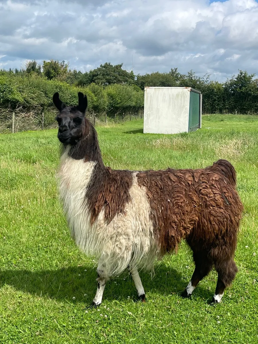 Llama - Image 2