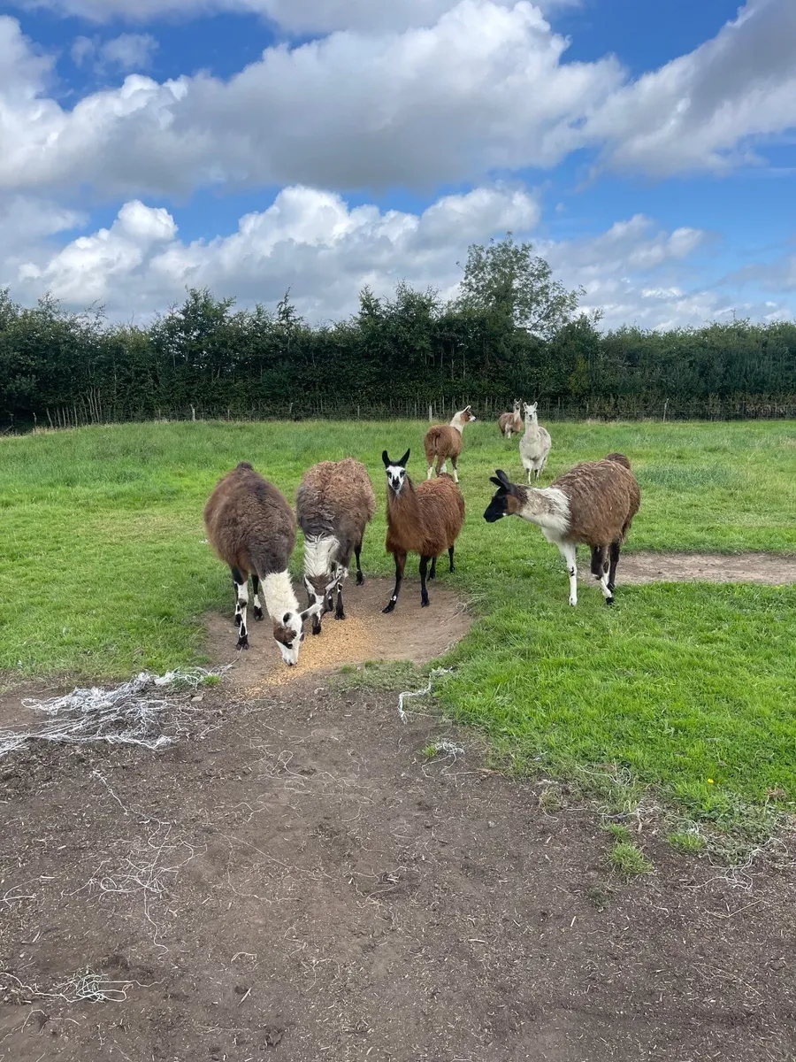 Llama - Image 3