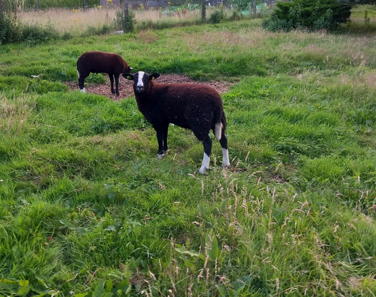 Zwartbles ram lambs - Image 3